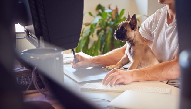 French Bulldog Puppy Sitting With Owner At Desk In Office Whilst He Works On Computer